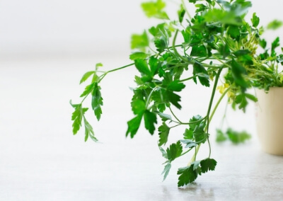5 Reasons to Windowsill Garden Fresh Herbs