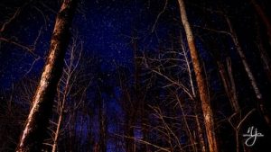 Image of woods at night